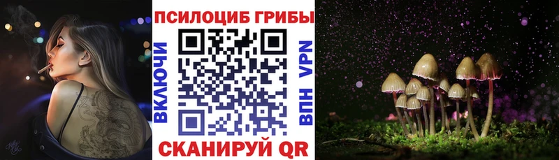 Псилоцибиновые грибы Cubensis  Купить где  Сусуман 